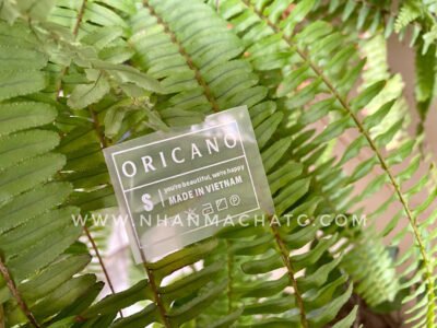 mac chuyen nhiet nhu bac oricano