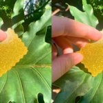 Decal kim tuyến vàng